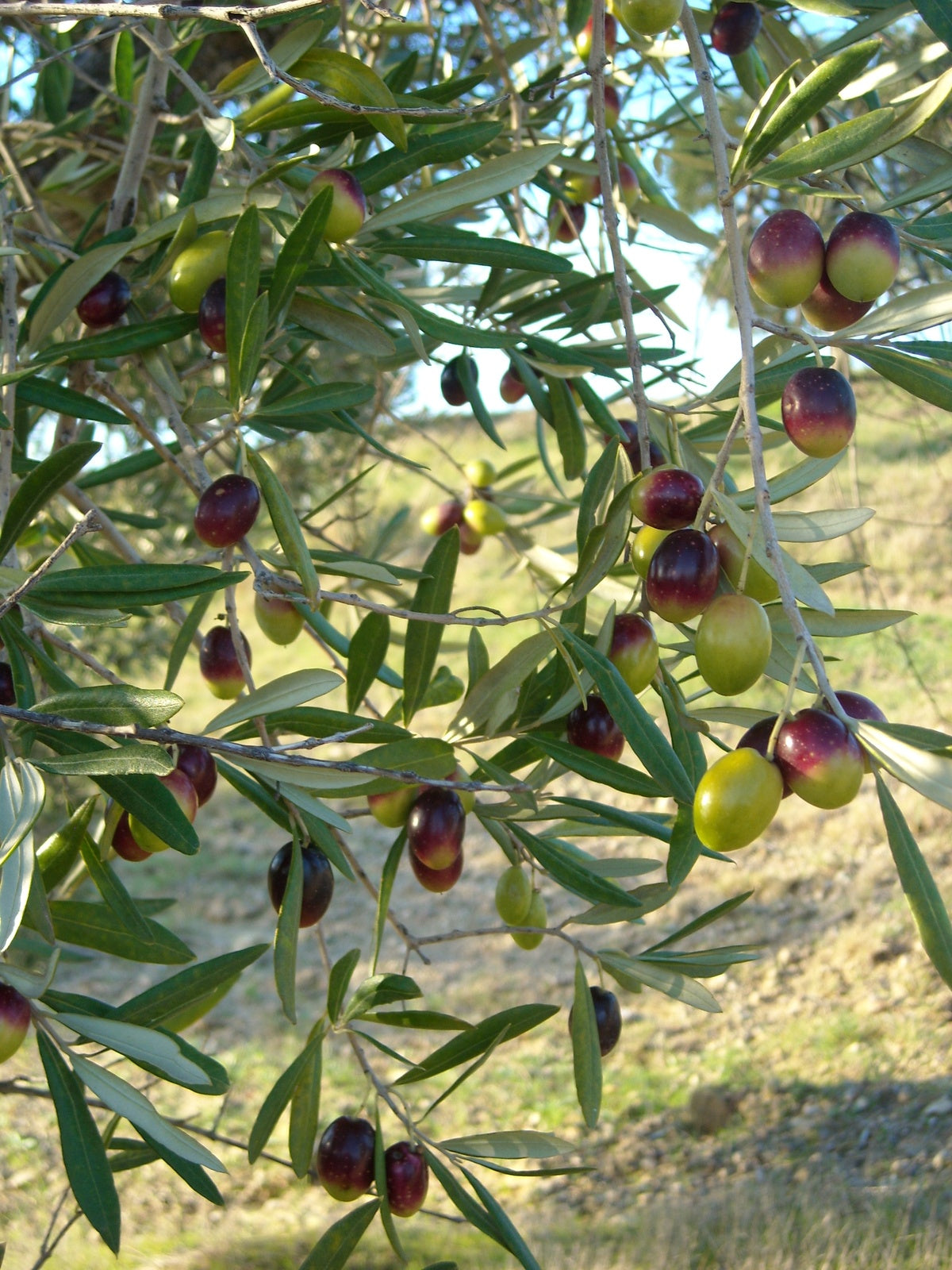 VARIEDAD CORATINA